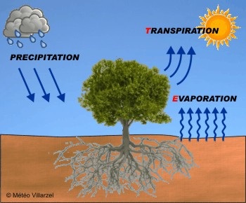 Transpirasi yaitu penguapan air dari tumbuh-tumbuhan melalui